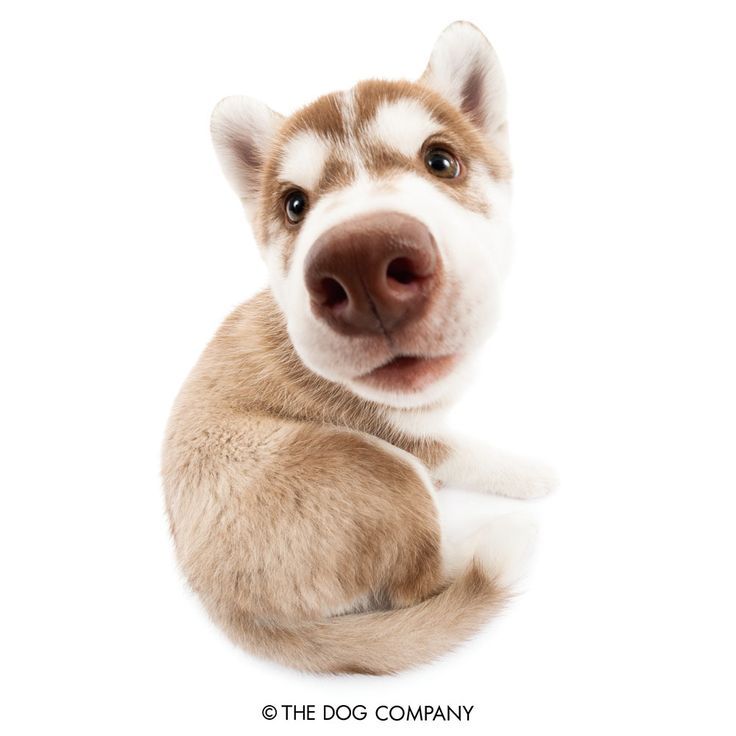 A brown and white husky pup turning around to look at a camera with a fish eye lense