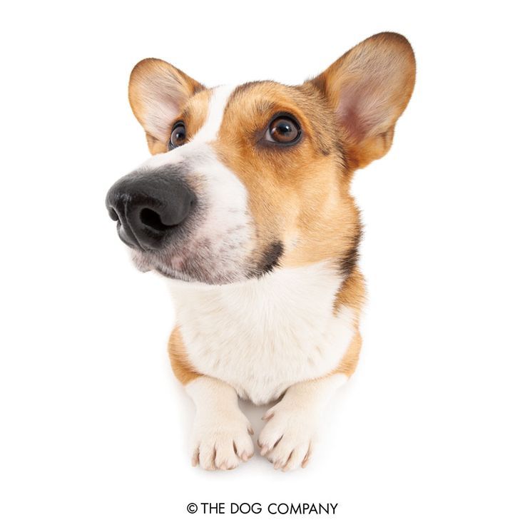 A tan and white corgi tilting his head and looking up close at a camera with a fish eye lense