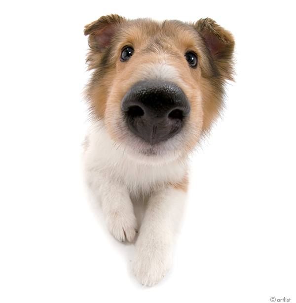 A picture of a collie moving close to a camera with a fish eye lense