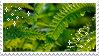A photo of bright green fern leaves with small sparkles