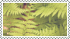 a photo of light green fern leaves