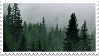 a photo of a foggy forest with pine trees