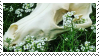 A photo of a canine skull in grass with white flowers